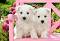 Бели кученца - Териери - Пъзел от 120 и 1500 части - 