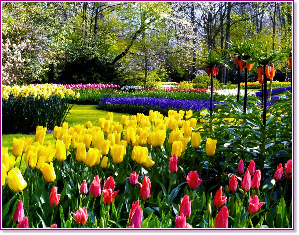   - Keukenhof - 