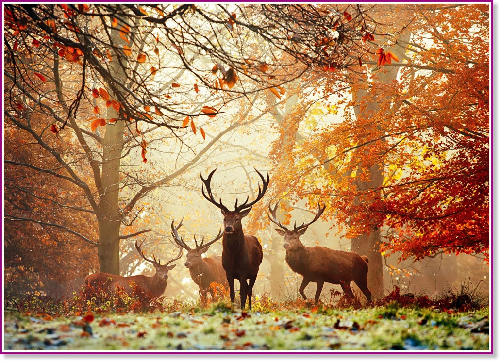 ����� - �������� "Magic Forest" - �����