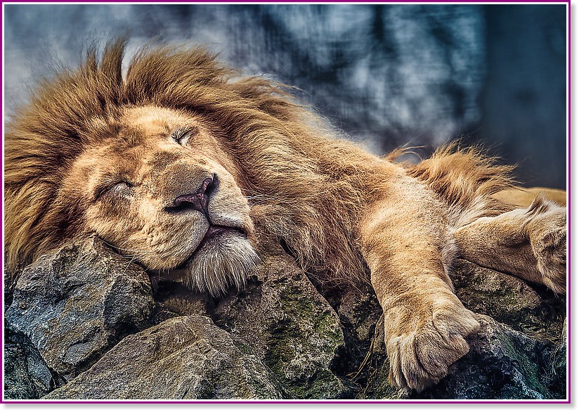 Спящ лъв - Пъзел от 1000 части - пъзел