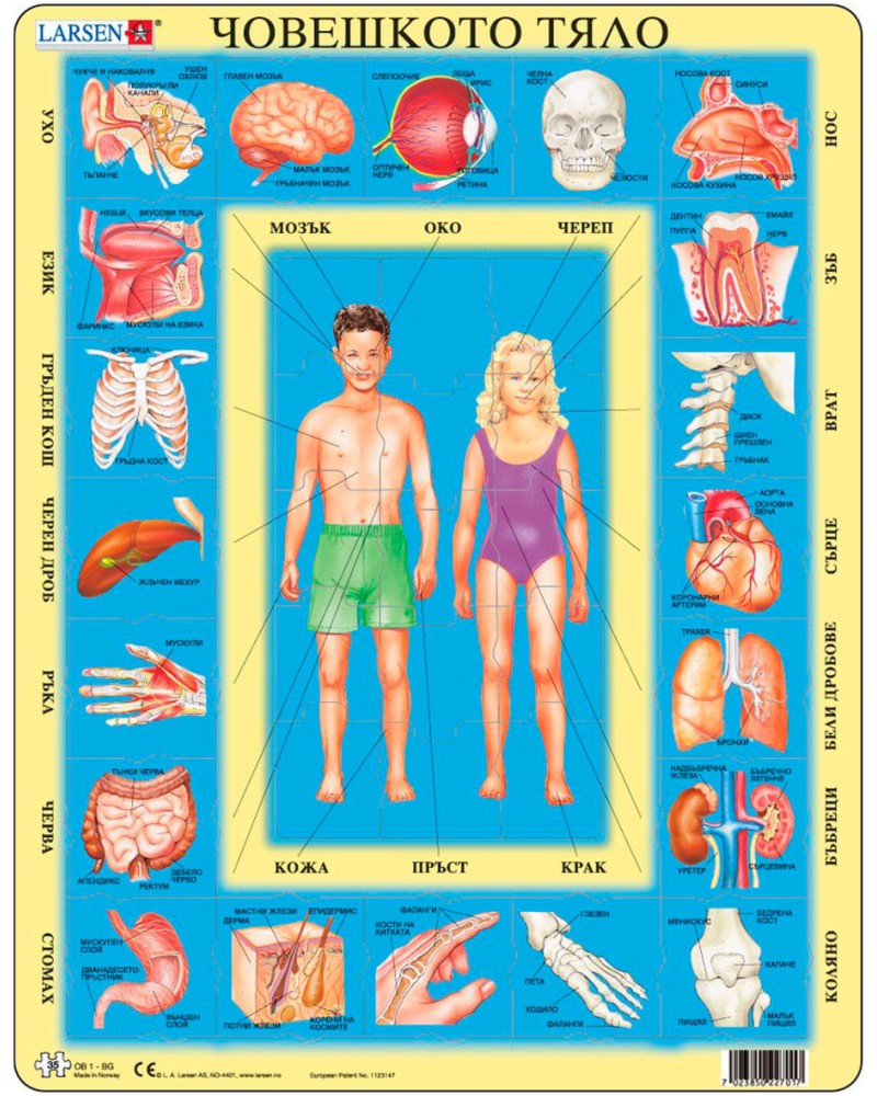 Части на човешкото тяло - Пъзел в картонена подложка от 35 части - пъзел