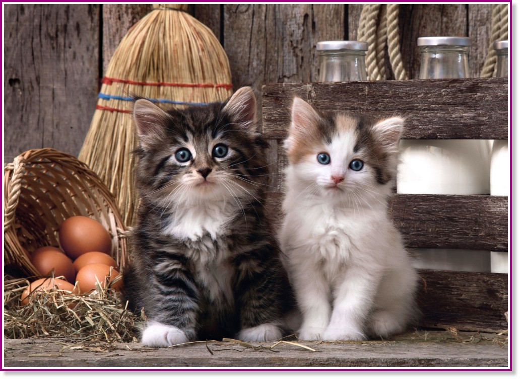 ������ - �����