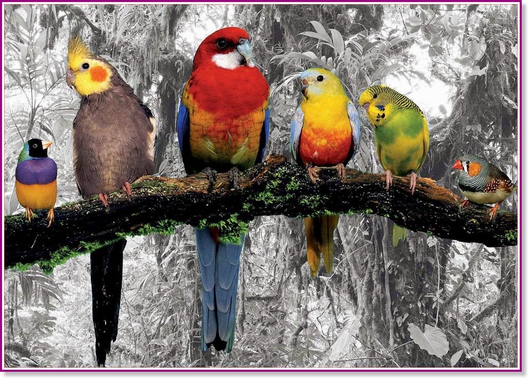 Птици в джунглата - пъзел