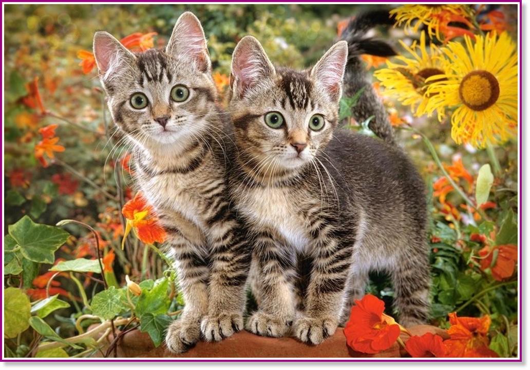 Котешки приятели - Пъзел от 1500 части - пъзел