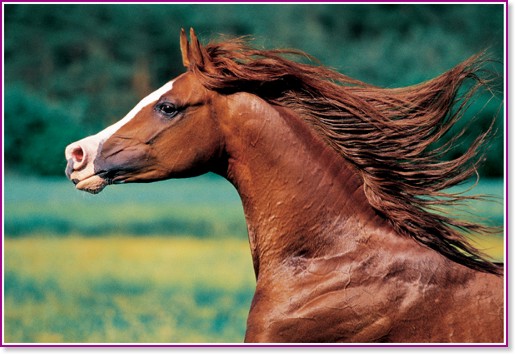 ������� ��� - �����