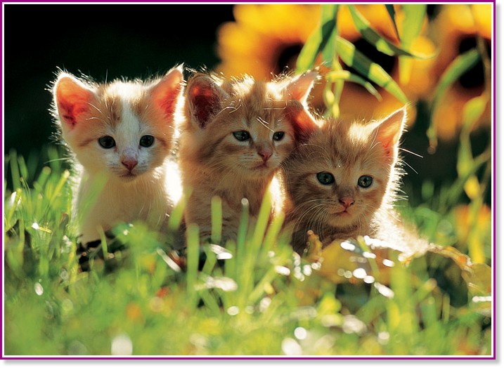 ��� ������� - �����