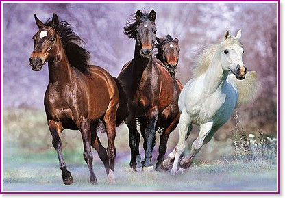 � ����� - �����