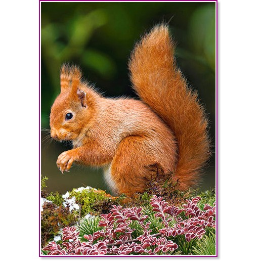 ��������� - �����