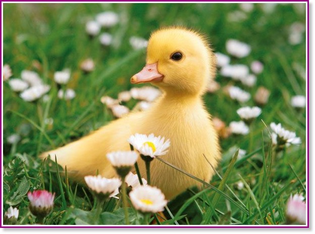 ������� - �����