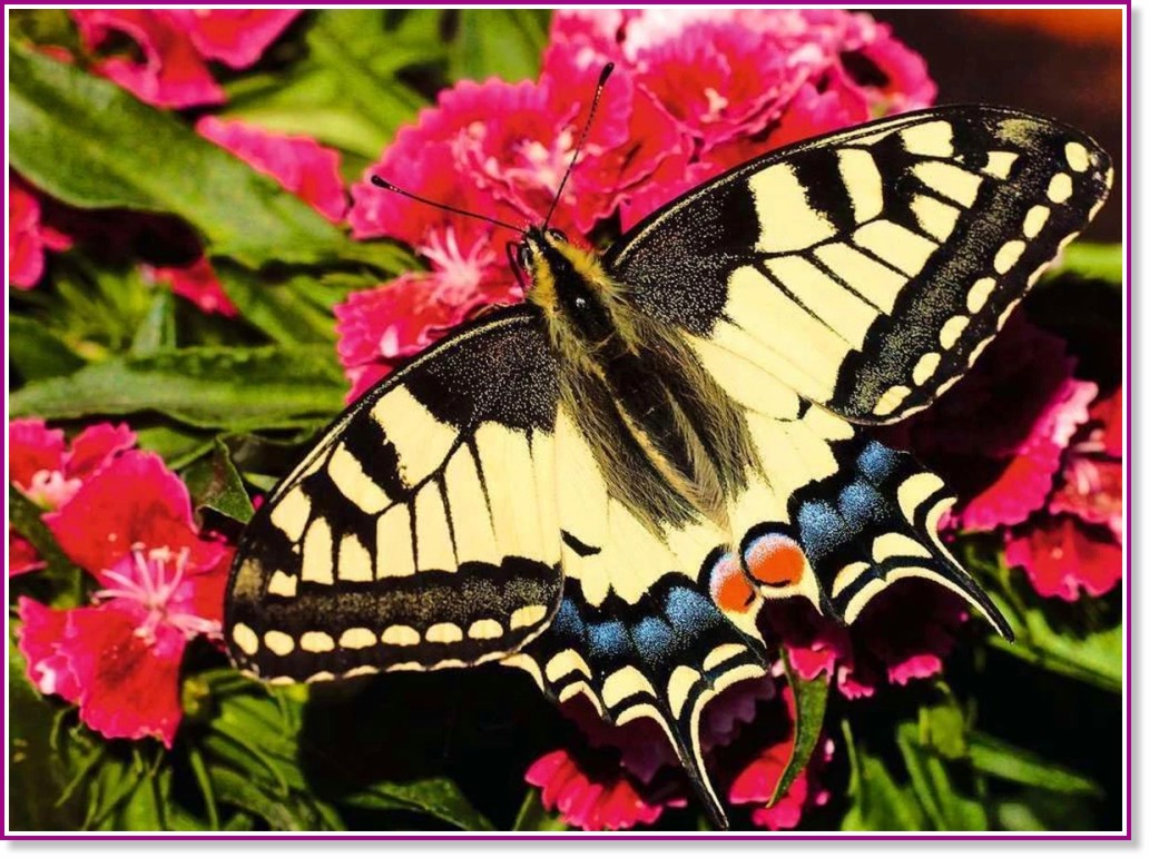  -   500    Colorful Animals - 