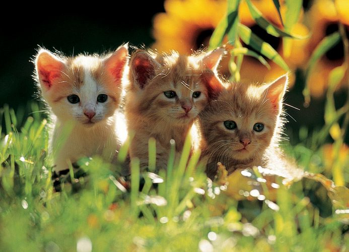Три котенца - 里 пъзел
