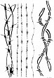  Cadence -  
