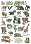      : Wild Animals - 