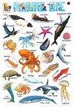      : Marine Life - 