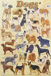      : Dogs - 