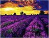    Foska - 