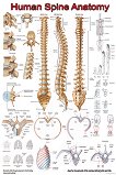 Human Spine Anatomy - 