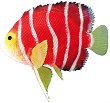 ��������� �� �������� Nobby Angelfish - 