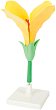 ����� �� ����� Gelsonlab - 