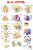 Brain Anatomy - 