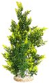     SYDECO Aquaplant Giant - 