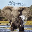 ������ �������� - Elephants 2026 - 