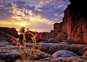 Red Campion -  "  " (Alexander von Humboldt) - 