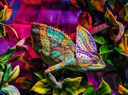  -   500    Colorful Animals - 