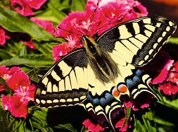  -   500    Colorful Animals - 