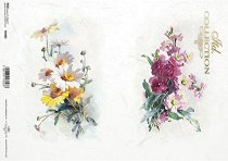 ��������� ������ ITD Collection - ����� � ��������